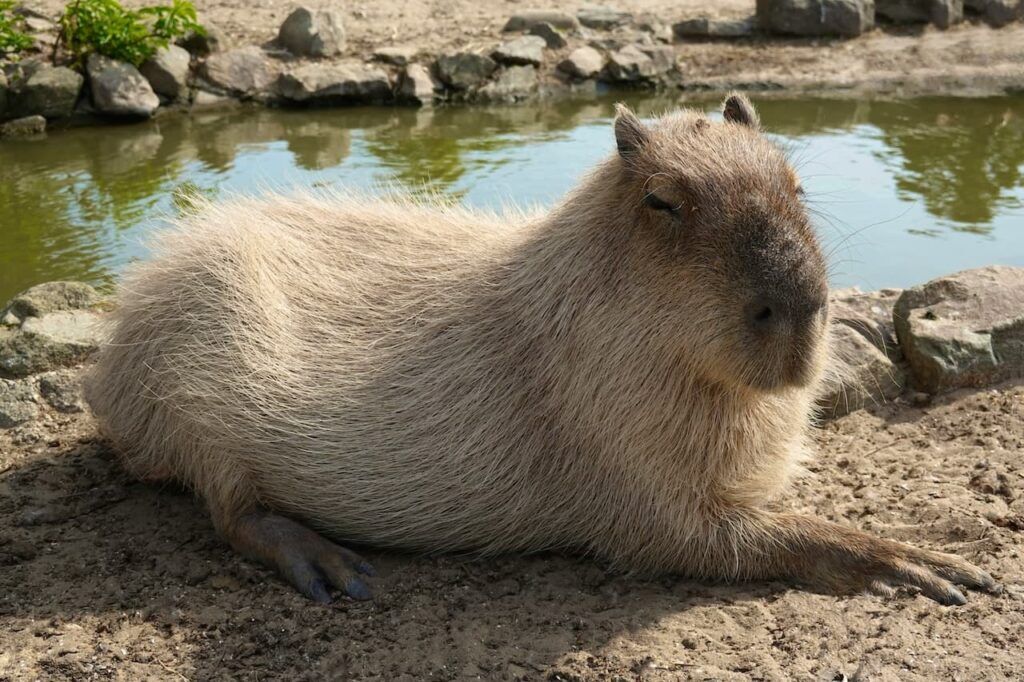 Capybara in water